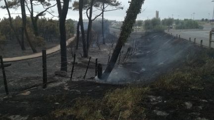 Le parc Izadia a été ravagé par les flammes lors de l'incendie dans la forêt du Pignada à Anglet, le 30 juillet 2020. (THIBAULT VINCENT / RADIOFRANCE)