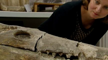 La conservatrice du musée de Brou veut conserver le crocodile 
 (France 3 / Culturebox)