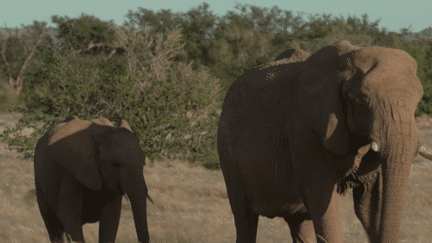 Namibie : des animaux sauvages tués pour nourrir la population