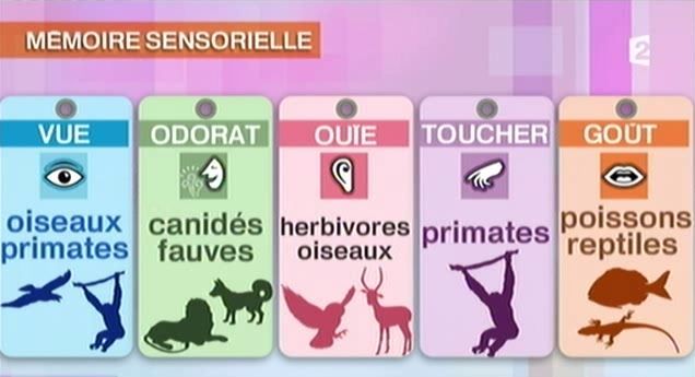 &nbsp; ( FRANCE 2 / FRANCETV INFO)