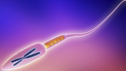 Spermatozoïde, gamète mâle.  (APA / SCIENCE PHOTO LIBRARY)