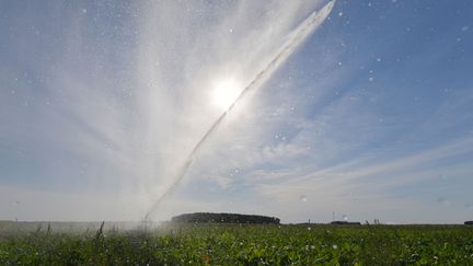 Irrigation d'un champ de betteraves en plein soleil, près de Saint-Georges-sur-Eure, centre France, le 13 août 2022. (JEAN-FRANCOIS MONIER / AFP)