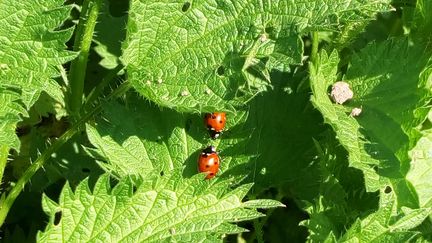 Des coccinelles au printemps.&nbsp; (ÉLODIE ACOULON / RADIOFRANCE)