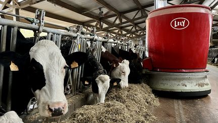 Un robot nourrit des vaches&nbsp;dans une ferme de Beaumontois-du-Périgord en Dordogne, le 31 octobre 2022. (MANON CLAVERIE / FRANCE BLEU PERIGORD / RADIO FRANCE)