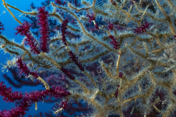 Une gorgone a perdu une partie de ses tissus et l’on peut voir apparaître son squelette. (ALEXIS ROSENFELD / FONDATION 1 OCEAN)