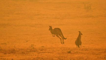 Un kangourou au milieu d'un feu de brousse dans la Snowy Valley, à la périphérie de Cooma (Nouvelle-Galles du Sud, Australie), le 4 janvier 2020. (SAEED KHAN / AFP)