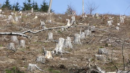 Example of deforestation in Langelsheim, Germany. (JOCHEN ECKEL/NEWSCOM/MAXPPP)