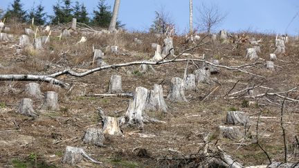 Exemple de déforestation à Langelsheim, en Allemagne. (JOCHEN ECKEL / NEWSCOM / MAXPPP)