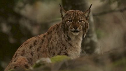 Jura : le lynx, une espèce en danger