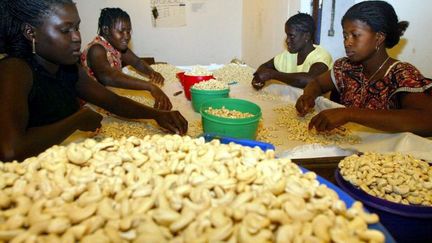 Des femmes trient les noix de cajou à Quinhamel (nord-ouest de la Guinée). (GEORGES GOBET - AFP)