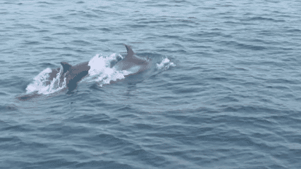 Les touristes sont de plus en plus nombreux à venir observer les grands dauphins sur le littoral catalan grâce à des bateaux électriques silencieux. Extrêmement sociables, ils se laissent approcher, mais il ne faut pas les toucher car c’est une espèce protégée. (France 2)