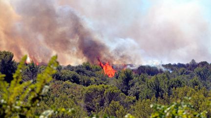 Incendie dans l'Hérault le 26 juillet 2022. Illustration. (MIDI LIBRE / MAXPPP)