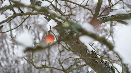 &nbsp; (L’argile blanche favorise la cicatrisation des plaies des arbres fruitiers © MaxPPP)