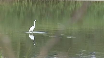 Baie de Somme : le paradis des passionnés d'ornithologie