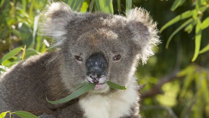 Australie : à la découverte du sanctuaire des koalas