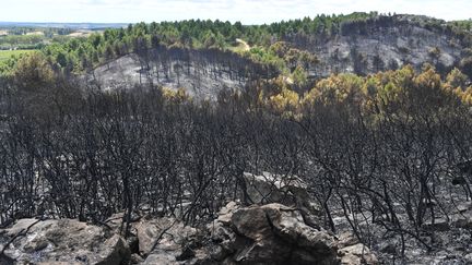 Une pinède de l'Hérault dévastée par les flammes en août 2017. (PASCAL GUYOT / AFP)