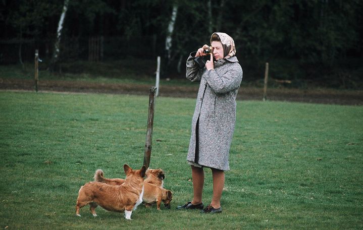 La reine Elizabeth II avec des corgis dans le parc du château de Windsor (Royaume-Uni) en 1960. (ANWAR HUSSEIN / HULTON ARCHIVE / GETTY IMAGES)