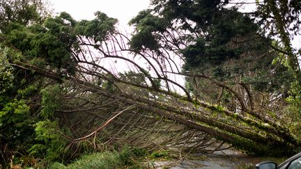 Un arbre bloque la route à Plobannalec-Lesconil dans le Finistère, le 2 novembre 2023. (FRED TANNEAU / AFP)