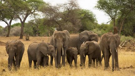 Une famille d'éléphants dans le parc national de Tarangire, en Tanzanie, pays frontalier du Mozambique.&nbsp; (ELLEN ROONEY / ROBERT HARDING PREMIUM)