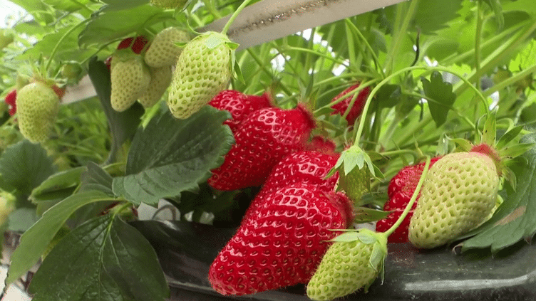 Consommation : les fraises françaises ont moins la cote