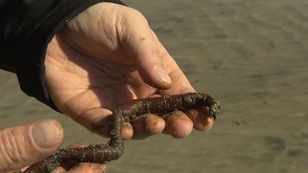 Des vers marins pour améliorer les greffes d'organes