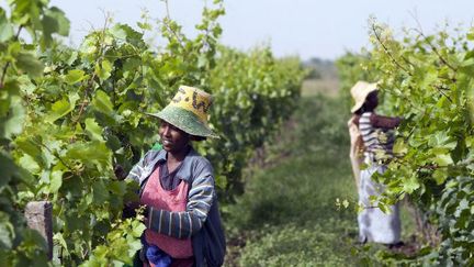 Des Ethiopiennes cueillent les raisins d'une vigne française appartenant au groupe français Castel, située dans la localité de Ziway (centre), le 12 juin 2014. (ZACHARIAS ABUBEKER / AFP)