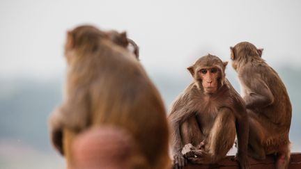 Des singes, à Agra (Inde), le 27 octobre 2016. (MAXPPP)