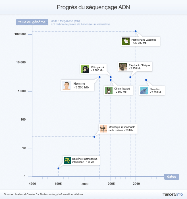 Les progr&egrave;s du s&eacute;quen&ccedil;age ADN : quelques exemples d'esp&egrave;ces dont le g&eacute;nome a &eacute;t&eacute; s&eacute;quenc&eacute;. (PASCALE BOUDEVILLE / FRANCETV INFO)