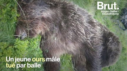 VIDEO. Dans les Pyrénées, la mort d'un ours protégé ravive les tensions (BRUT)