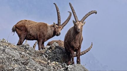 La brucellose touche actuellement les bouquetins de Haute-Savoie. (BLEUETTE DUPIN / FRANCE-BLEU PAYS DE SAVOIE)