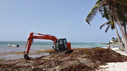 Des sargasses ramassées à la pelleteuse sur la plage de Sainte-Anne en Guadeloupe, le 15 juin 2015. (MAXPPP)