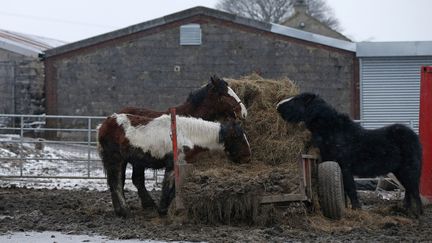 Elevage de chevaux pr&egrave;s de l'abattoire de&nbsp;Peter Boddy,&nbsp;dans le West Yorkshire (Royaume Uni), le 13 f&eacute;vrier 2013. (PHIL NOBLE / REUTERS)