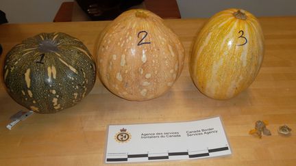 Les trois citrouilles qui contenaient deux kilos de coca&iuml;ne, saisies le 31 octobre 2013 &agrave; Montr&eacute;al (Canada). (CANADA BORDER SERVICES AGENCY / AFP)