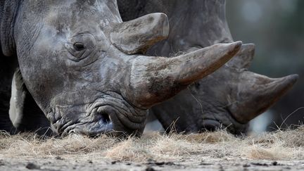 Animaux : l'Afrique du Sud autorise une vente de cornes de rhinocéros