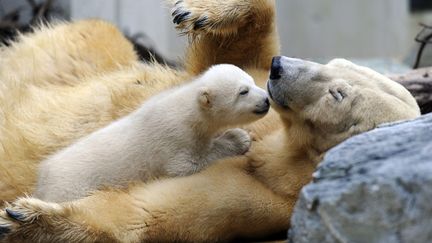 "On se c&acirc;line?" semble dire le petit Anori (3 mois) &agrave; sa maman ours blanc au zoo de Wuppertal (Allemagne), le 29 mars 2012. (MARIUS BECKER / EPA / MAXPPP)