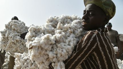 Des paysans portent des balles de coton dans le village de Kanawolo, près de la ville de Korhogo (nord de la Côte d'Ivoire), le 5 décembre 2015. (ISSOUF SANOGO / AFP)