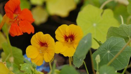 Les capucines fleurissent de mai aux gelées. (ISABELLE MORAND / RADIO FRANCE / FRANCE INFO)