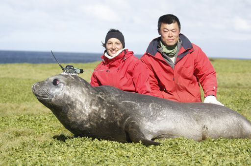 Aux Kerguelen, l'équipe française de Christophe Guinet, directeur de recherche au CNRS (Photothèque du CNRS)