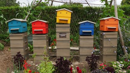 Dans le potager, les abeilles ont la pêche et de fausses ruches chantent... (ISABELLE MORAND / RADIO FRANCE / FRANCE INFO)