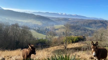 Comme les brebis, les ânes sont également de formidables tondeuses sur pattes.&nbsp; (ISABELLE MORAND / JMS / RADIO FRANCE / FANCE INFO)