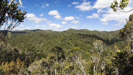 Pyrénées-Orientales : à la découverte de la forêt de la Massane