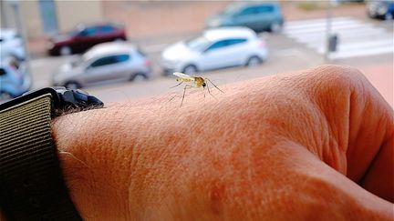 Des chercheurs développent un spary sans insecticides pour lutter contre les moustiques. Photo d'illustration. (PATRICK LEFEVRE / MAXPPP)