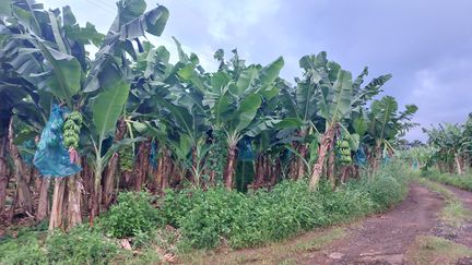 Trente ans après l’interdiction du chlordécone aux Antilles, où en est l’indemnisation des populations contaminées par le pesticide