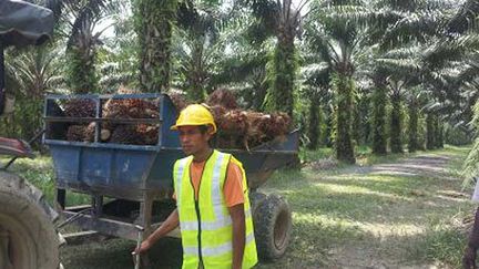 &nbsp; (Une plantation d'huile de palme en Malaisie certifiée RSPO © Radio France / Anne-Laure Barral)