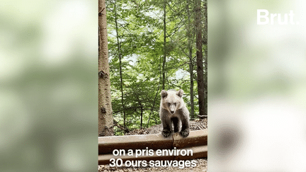 Ces ours ont vécu pendant des années dans des cages pour des restaurants ou même des particuliers. Cristina a alors décidé de les sauver pour qu'ils puissent vivre une 2e vie. Aujourd'hui, c'est une centaine d'ours qui cohabitent dans une forêt protégée et gardée. Bienvenue à Libearty Bear Sanctuary en Roumanie.