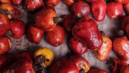 Une équipe de France 2 s'est rendue au Pérou, au cœur de la forêt amazonienne, au marché des sorciers de Belén, un lieu réputé pour soigner tous les maux, grâce aux plantes utilisées par les guérisseurs. (FRANCE 2)