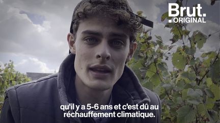 On peut faire du vin blanc avec du raisin rouge, beaucoup de vignes françaises ont des racines américaines... Émile, vigneron en Touraine et auteur de "Le vin, ça se partage !", raconte.