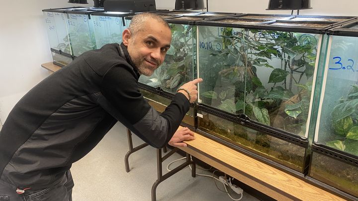 Gheylen Daghfous montre les terrariums où sont élevées les rainettes faux-grillon, le 9 décembre 2022, au Biodôme de Montréal (Canada). (THOMAS BAIETTO / FRANCEINFO)