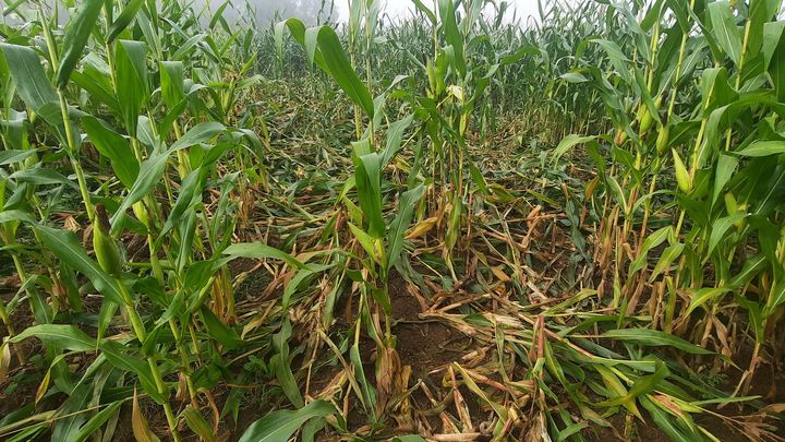 Le champ de maïs d'un agriculteur piétiné par un sanglier. (FARIDA NOUAR / RADIO FRANCE)