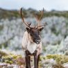 Le caribou forestier est menacé par l'exploitation forestière au Québec. (JC LEMAY)